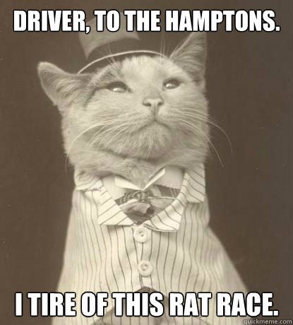 cat rat race